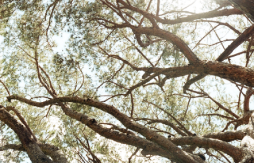 tree branches on UCLA campus
